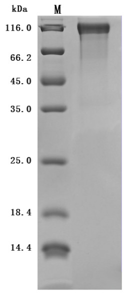Microtubule-associated protein tau (Mapt) (Active), mouse, recombinant