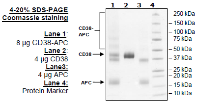 CD38-APC, His-Tag