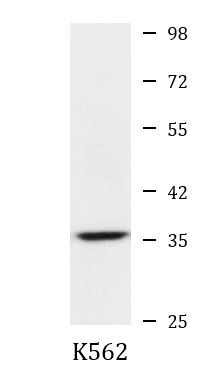 Anti-Cyclin H