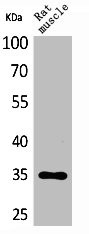 Anti-CA4