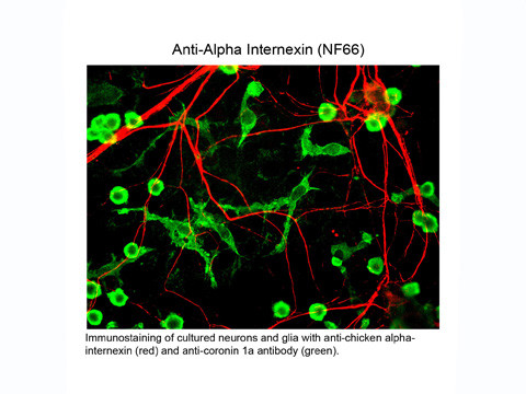 Anti-Alpha Internexin