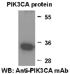 Anti-PIK3CA, monoclonal