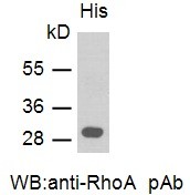 Anti-RhoA