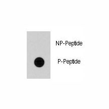Anti-phospho-Cdc25A (Ser79)