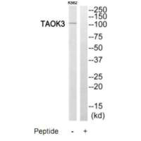 Anti-TAOK3