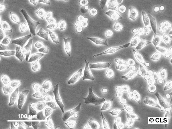 HeLa S3 Cells