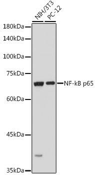 Anti-NF-kB p65/RelA