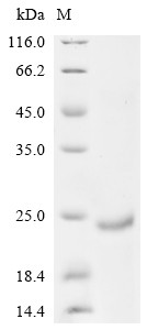 ALK and LTK ligand 2 (ALKAL2), human, recombinant