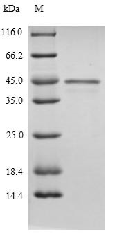 NAD-dependent methanol dehydrogenase (mdh), Bacillus methanolicus, recombinant