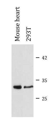 Anti-CA1