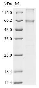 Parathyroid hormone/parathyroid hormone-related peptide receptor (PTH1R), recombinant Macaca fascicu