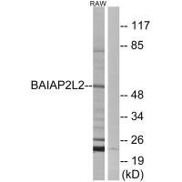 Anti-BAIAP2L2