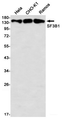 Anti-Recombinant SF3B1, clone R08-6I2