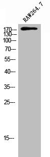 Anti-ARHGEF12