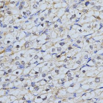 Anti-GJC2 / Connexin 47