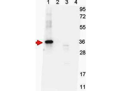 Anti-NAG-1 (H variant specific), clone 7C12.B3.F2