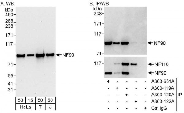 Anti-NF90