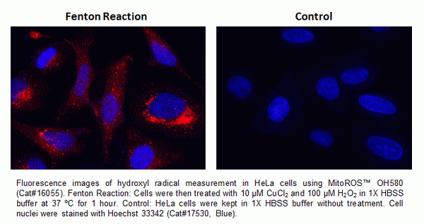 Cell Meter(TM) Mitochondrial Hydroxyl Radical Detection Kit *Red Fluorescence*