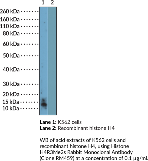Anti-Histone H4R3Me2s Rabbit (Clone RM459)