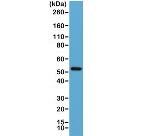 Anti-Cyclin B1, clone RM281 (recombinant antibody)