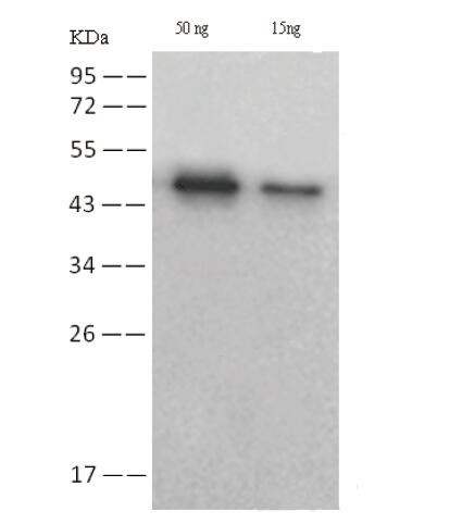 Anti-SARS-COV-2 NP (2019-nCoV), clone M05