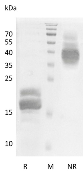 Recombinant Human Vascular Endothelial Growth Factor B