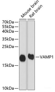 Anti-VAMP1