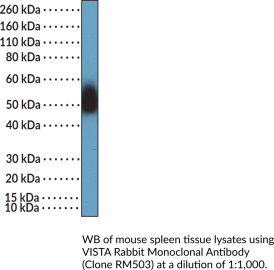 Anti-VISTA Rabbit (Clone RM503)