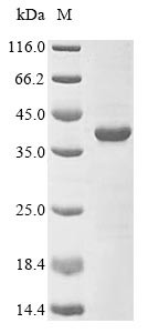 Extracellular elastase (sepA), Staphylococcus epidermidis, recombinant