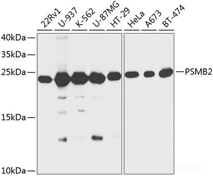 Anti-PSMB2