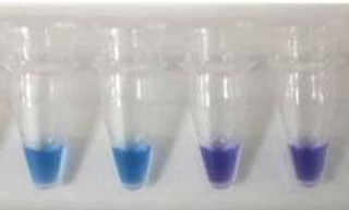 MycoGenie Rapid Mycoplasma Detection Kit