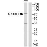 Anti-ARHGEF16