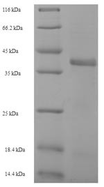 Enoyl-[acyl-carrier-protein] reductase [NADPH] FabI (fabI), Staphylococcus aureus, recombinant