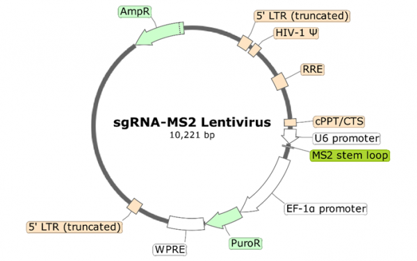 PD-1 (Human) sgRNA-MS2 Lentivirus (Integrating)