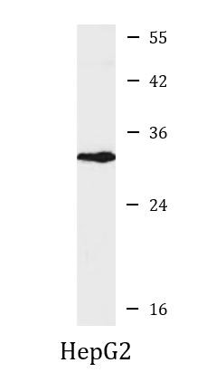 Anti-CD314 / NKG2D