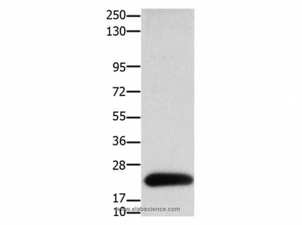 Anti-CLDN4