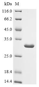 Intermembrane phospholipid transport system binding protein MlaC (mlaC), recombinant Escherichia col