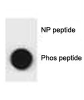 Anti-phospho-p62 (Ser207)