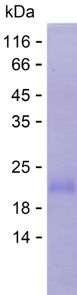Recombinant Human ITLN1 Protein