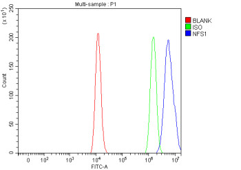 Anti-NFS1 / Cysteine desulfurase