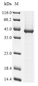 Sialidase-2 (Neu2), mouse, recombinant