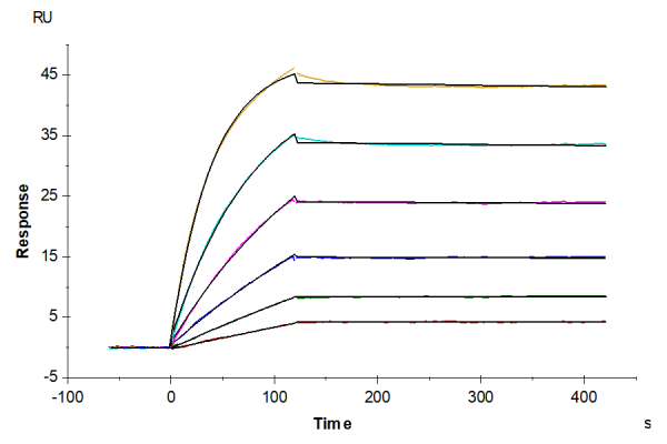 Human DR3/TNFRSF25 Protein