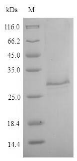 26 kDa secreted antigen (TES-26), Toxocara canis, recombinant