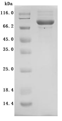Cytotoxic and regulatory T-cell molecule (Crtam), partial (Active), mouse, recombinant