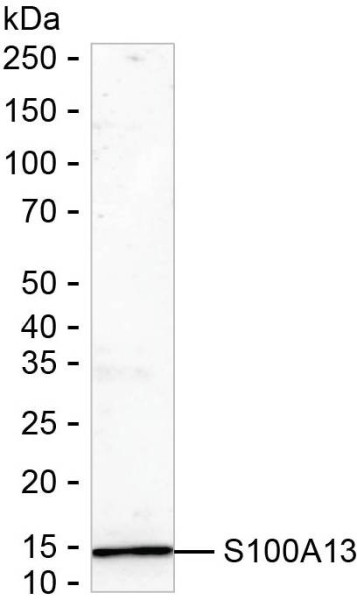 Anti-S100A13 (recombinant antibody)