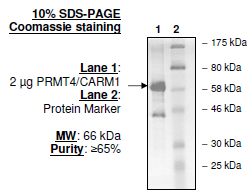 PRMT4/CARM1 (HEK293), active human recombinant protein