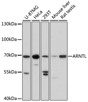 Anti-ARNTL