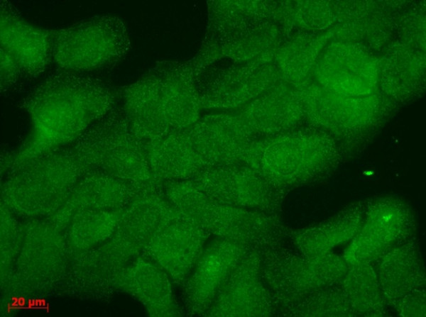 Anti-Hsp40, clone 3B9.E6