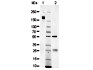 Sheep IgG, whole molecule