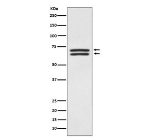 Anti-PDPK1 / 3-phosphoinositide-dependent protein kinase 1, clone HOO-16
